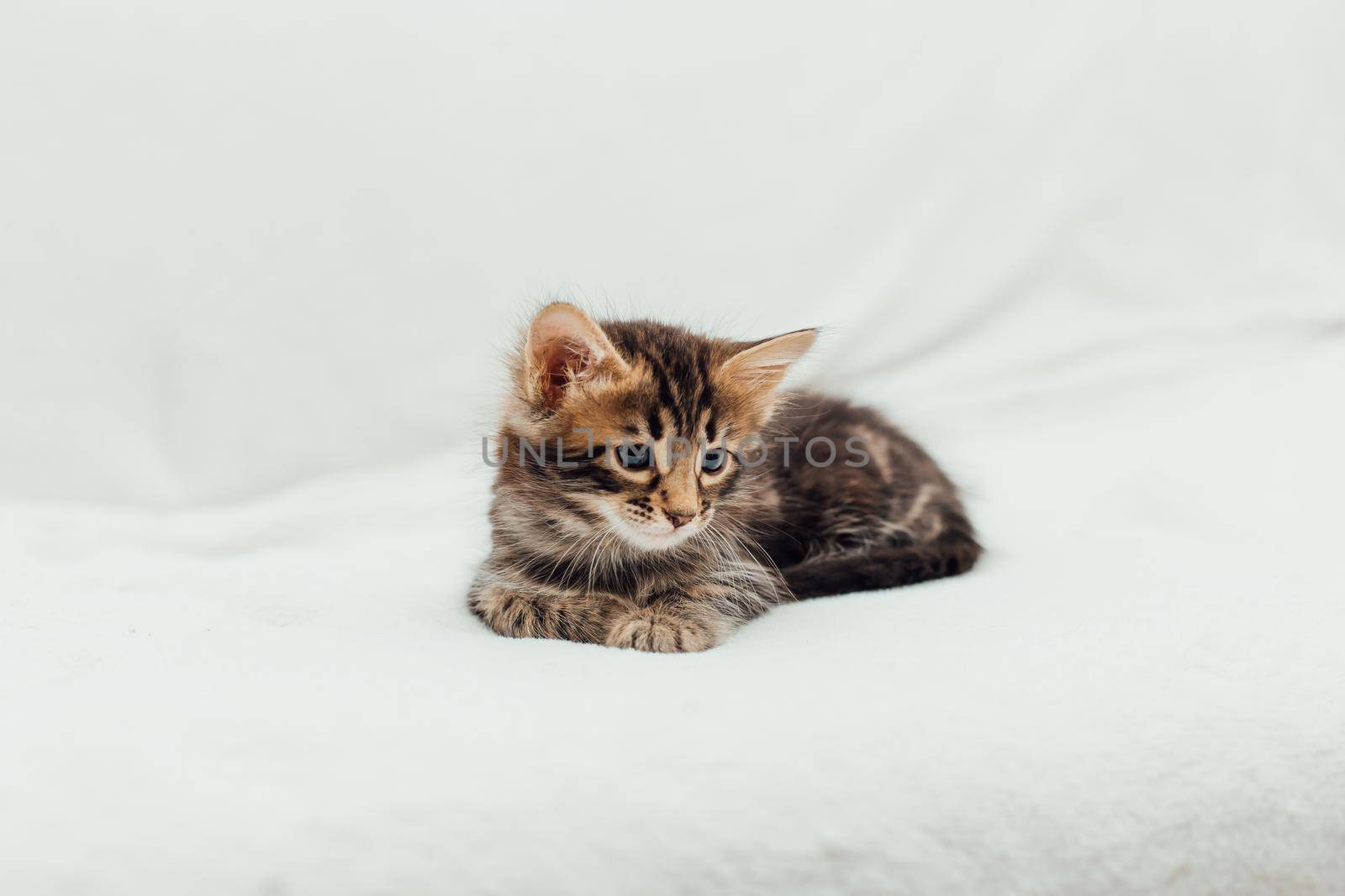 Cute marble bengal one month old kitten on the white fury blanket close-up.