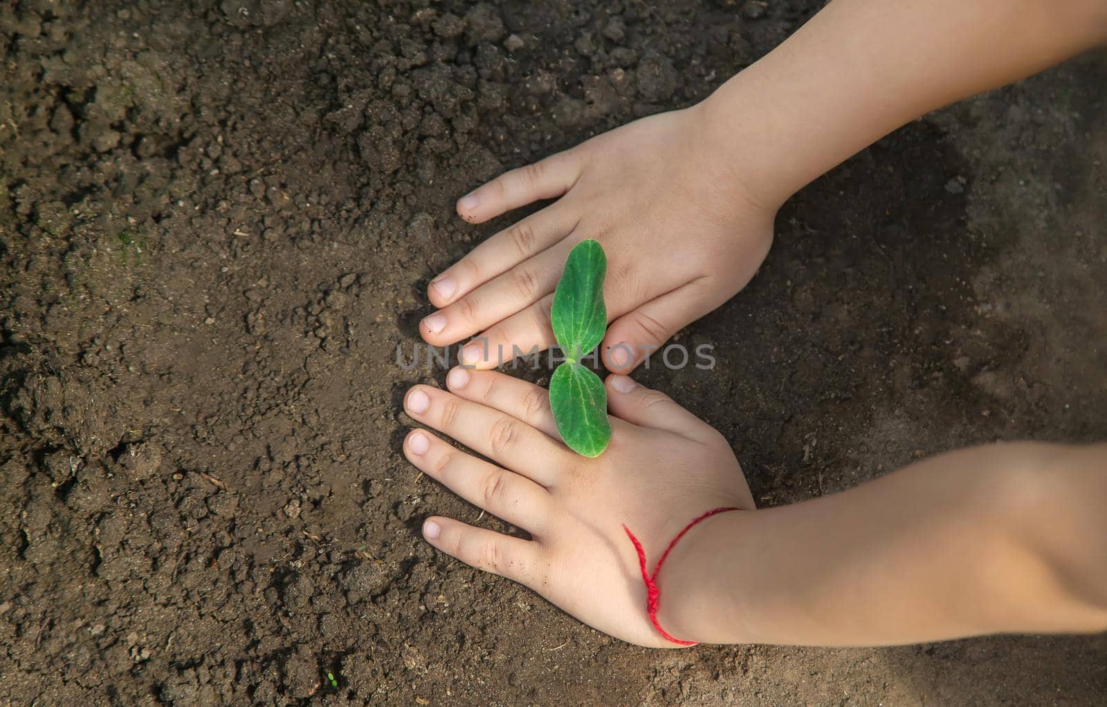 A child with seedlings in his hands in the garden. Selective focus. people.