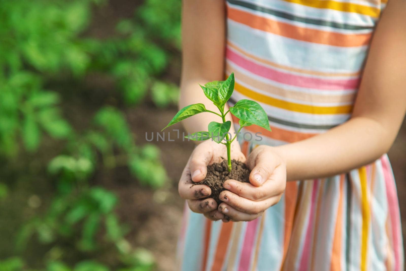 A child with seedlings in his hands in the garden. Selective focus. people.