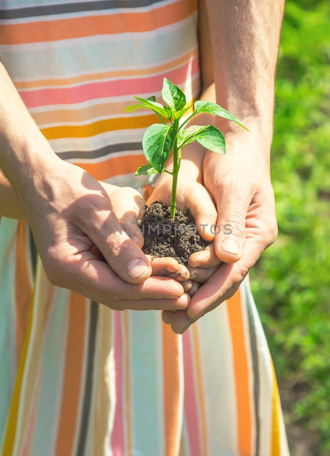 A child with his father plant a nursery garden. Selective focus. people.