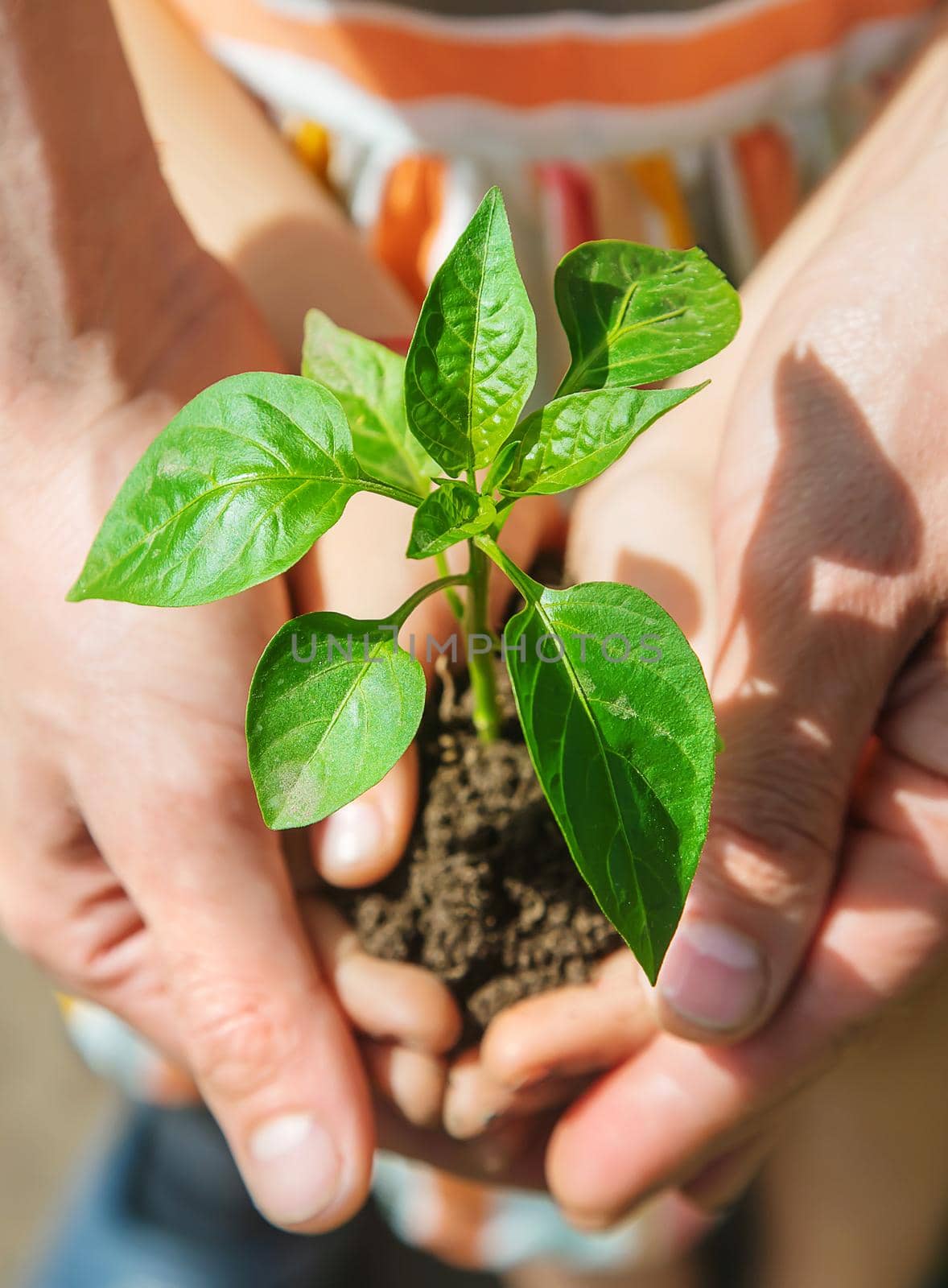 A child with his father plant a nursery garden. Selective focus. by yanadjana