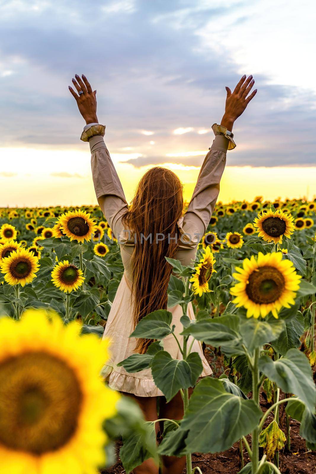 Beautiful middle aged woman looks good in a hat enjoying nature in a field of sunflowers at sunset. Summer. Attractive brunette with long healthy hair. by Matiunina