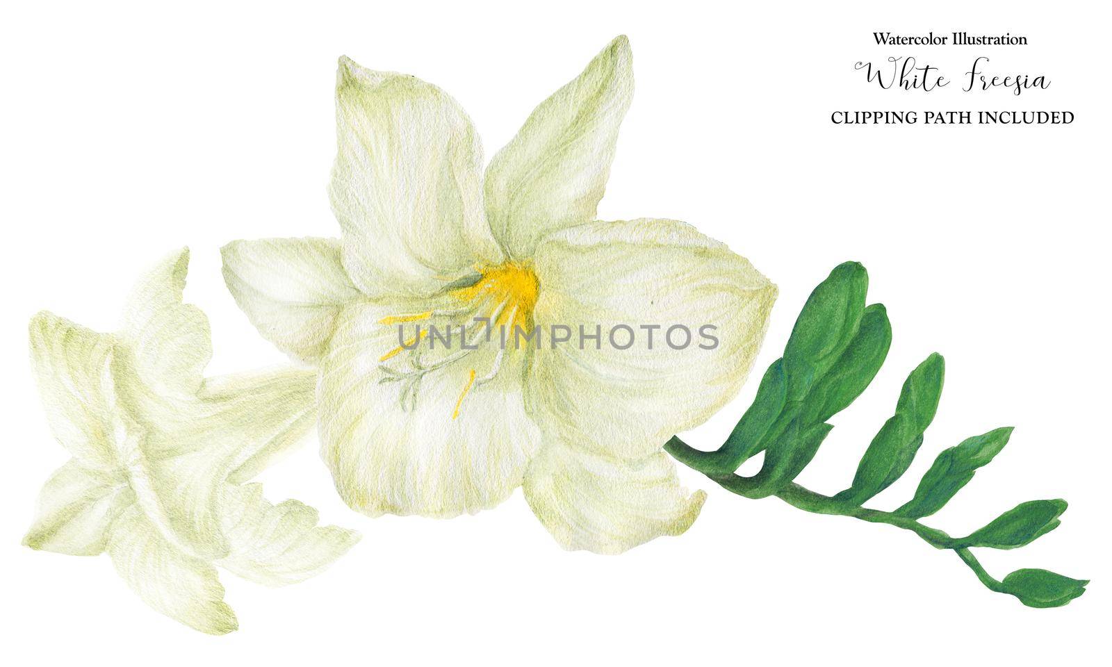 White Freesia branch with buds, watercolor illustration with clipping path