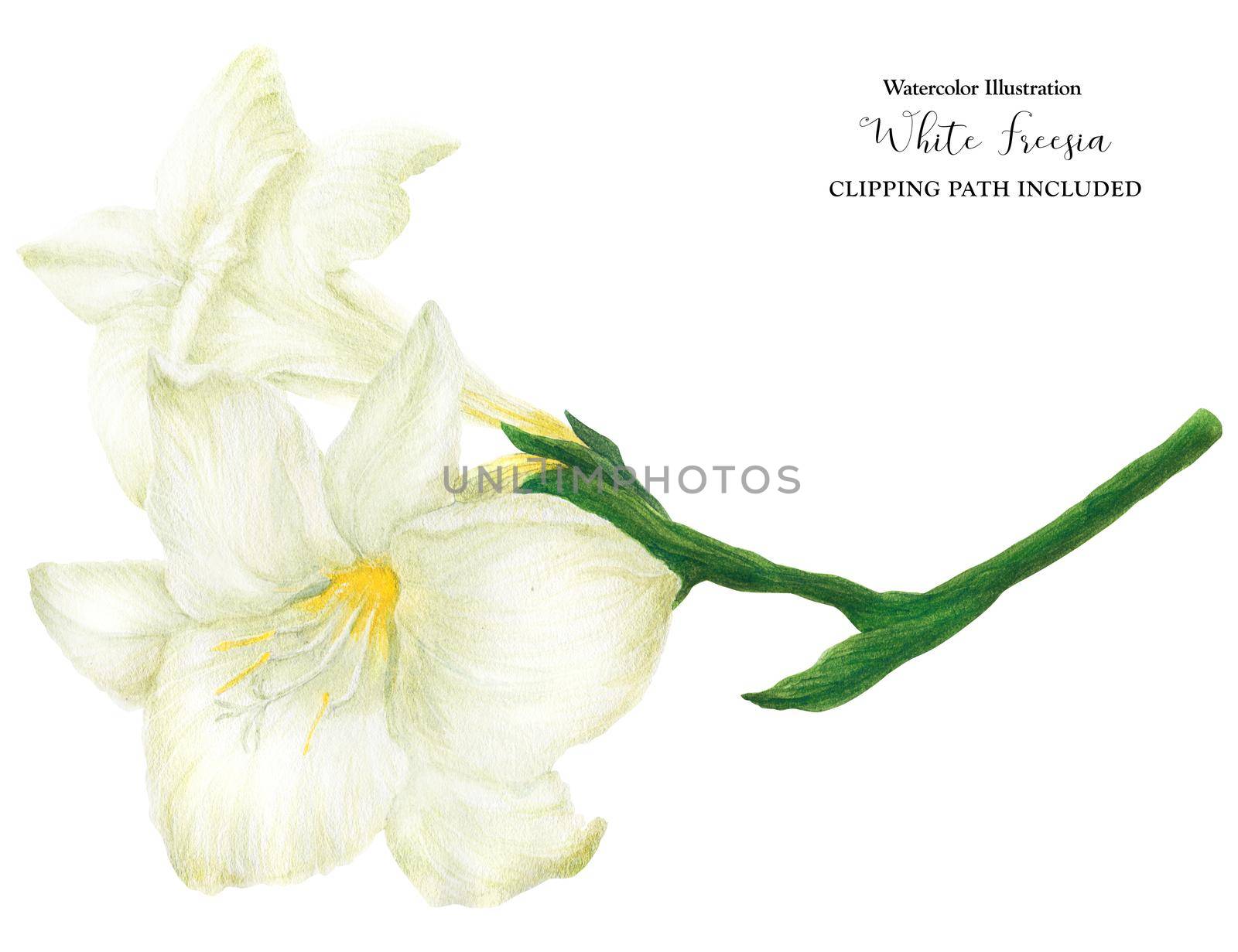 Fresh delicate white Freesia branch, watercolor illustration with clipping path