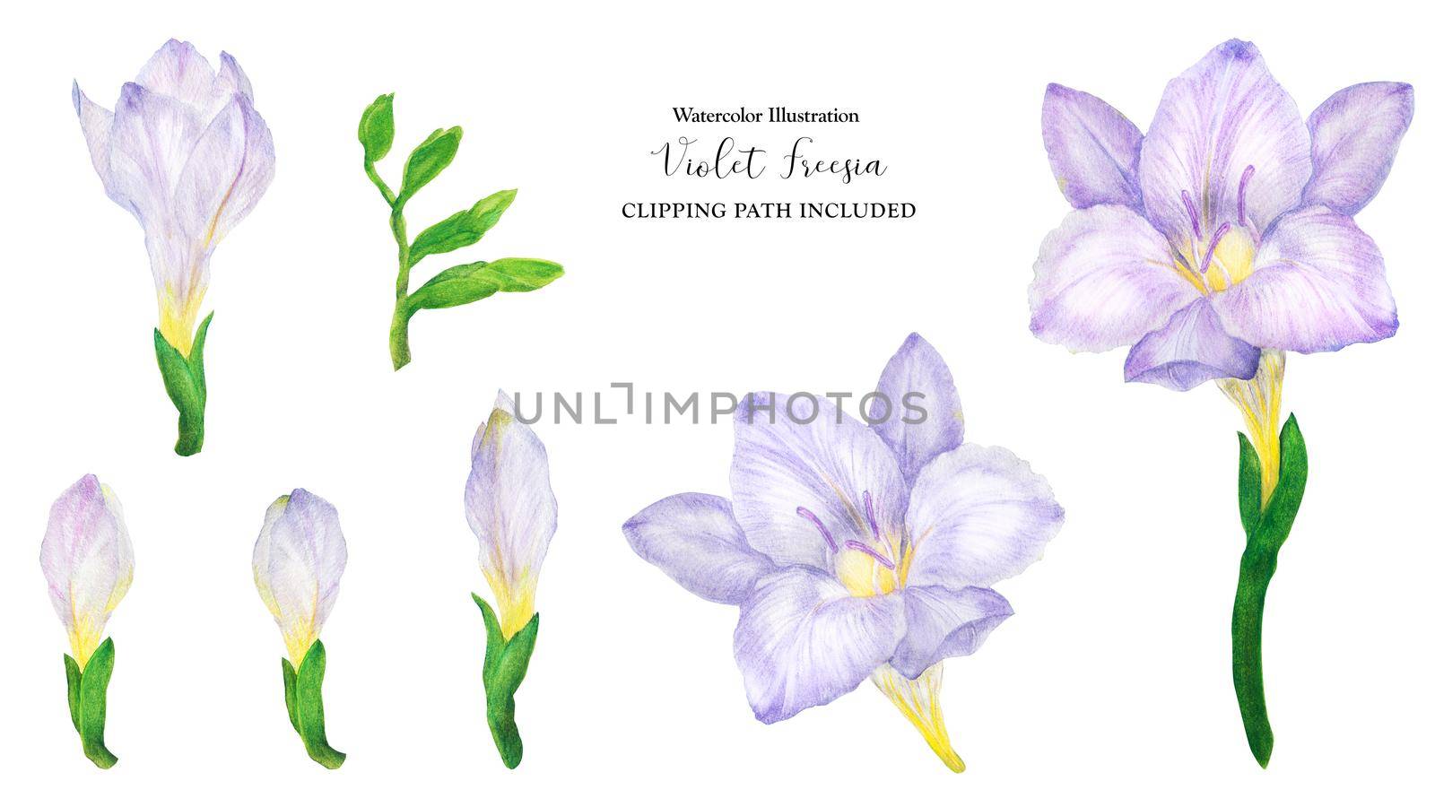 Freesia flowers and buds, watercolor illustration with clipping path