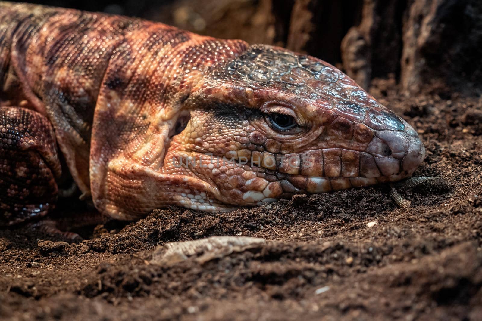 Resting red tegu, Salvator rufescens by xtrekx