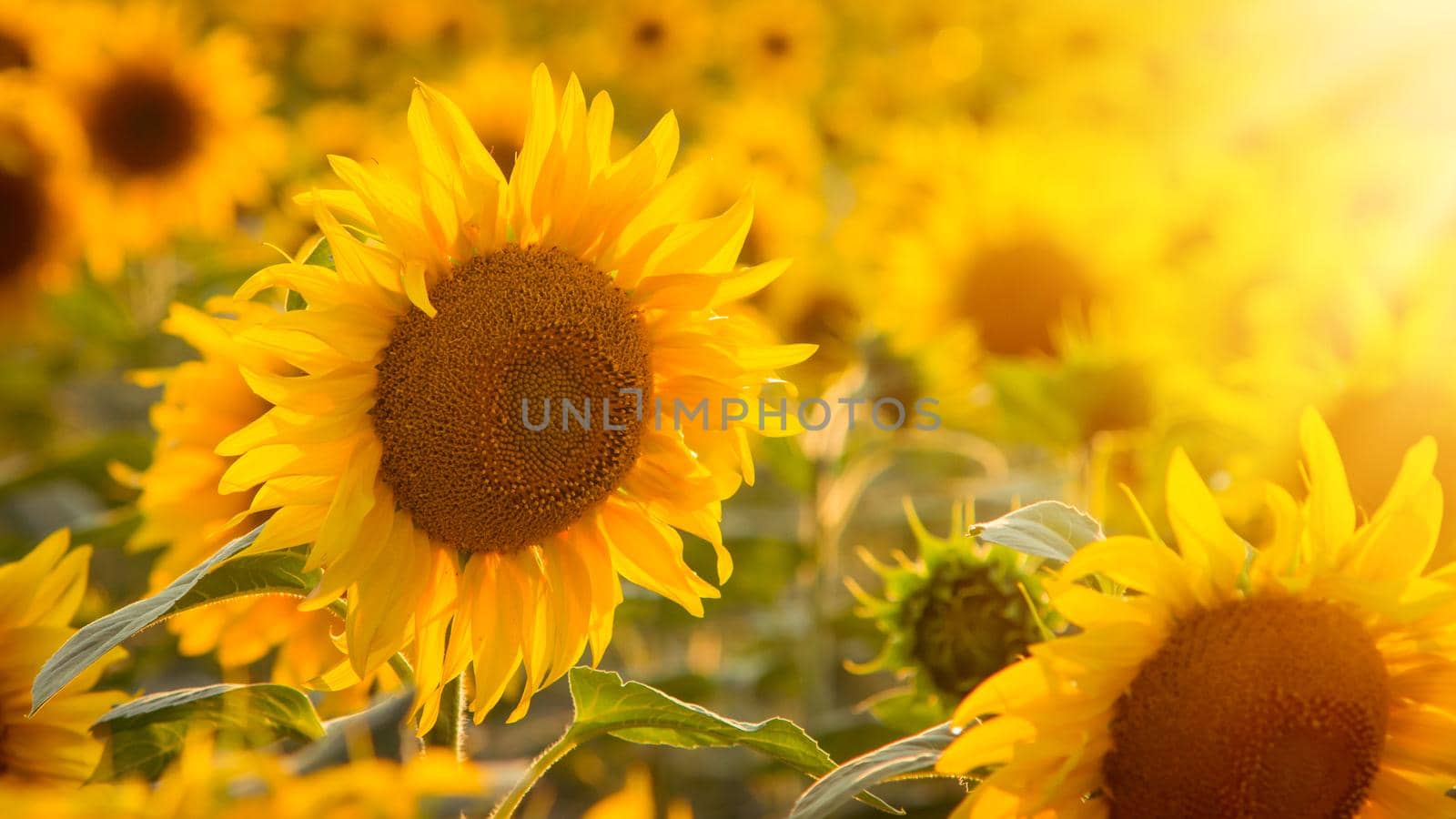Sunflower natural background