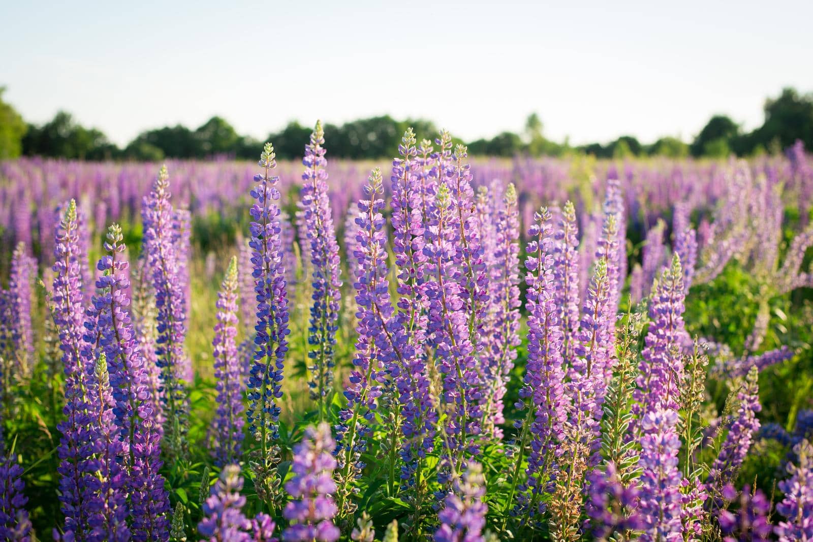 Colorful lupine flowers in field in the evening