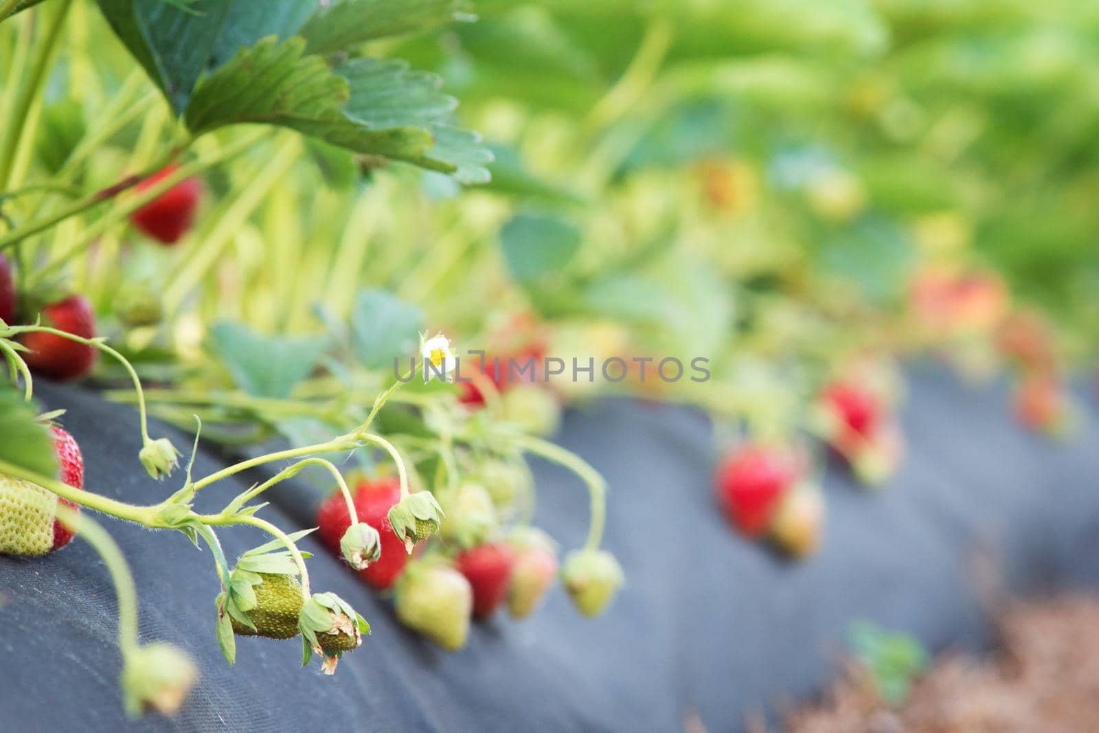 Blooming strawberry flower with many ripe and unripe berries on background
