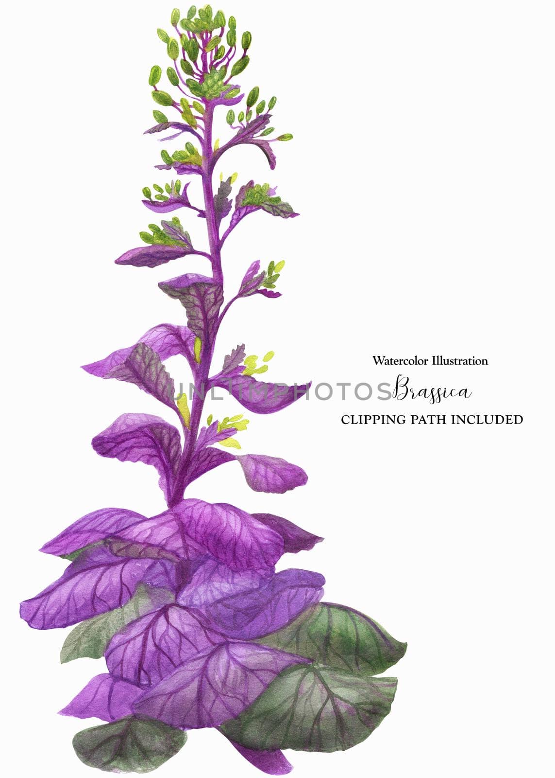 Violet wild cabbage Brassica, botanical watercolor illustration with clipping path