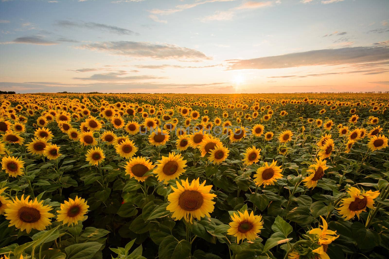 Rural landscape of field of blooming golden sunflowers while sunset in Ukraine