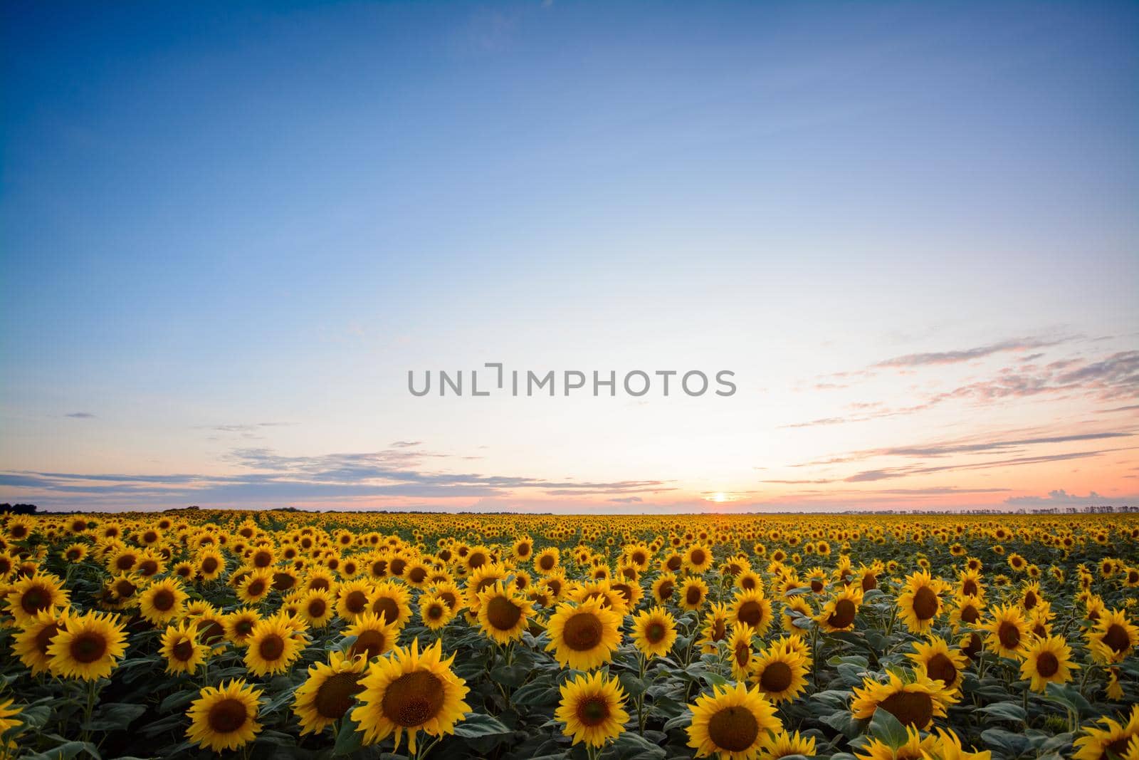 Golden sunflower plants at sunset in the countryside