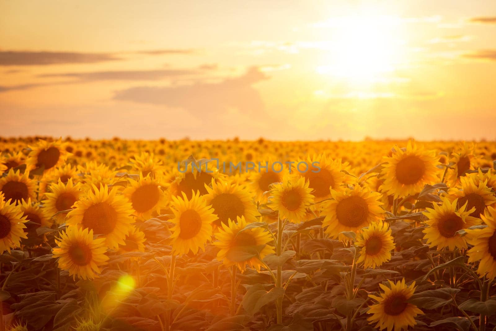 Toned photo of golden sunflowers against bright sun setting to the clouds in horizon