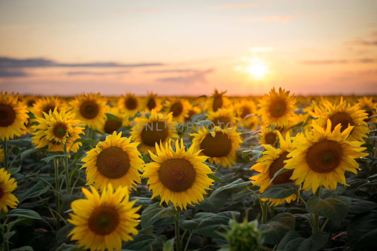 Sunflowers blooming in the endless field just before sun touches horizon and disappear from view