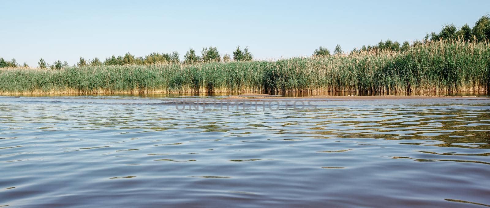 Panoramic view of the shores of the lagoon overgrown with reeds