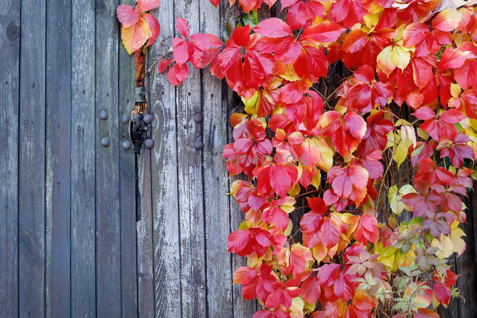 Parthenocissus quinquefolia, known as Virginia creeper, Victoria creeper, five-leaved ivy. Red foliage background gray old wooden wall. Natural background. High quality photo. by Lincikas