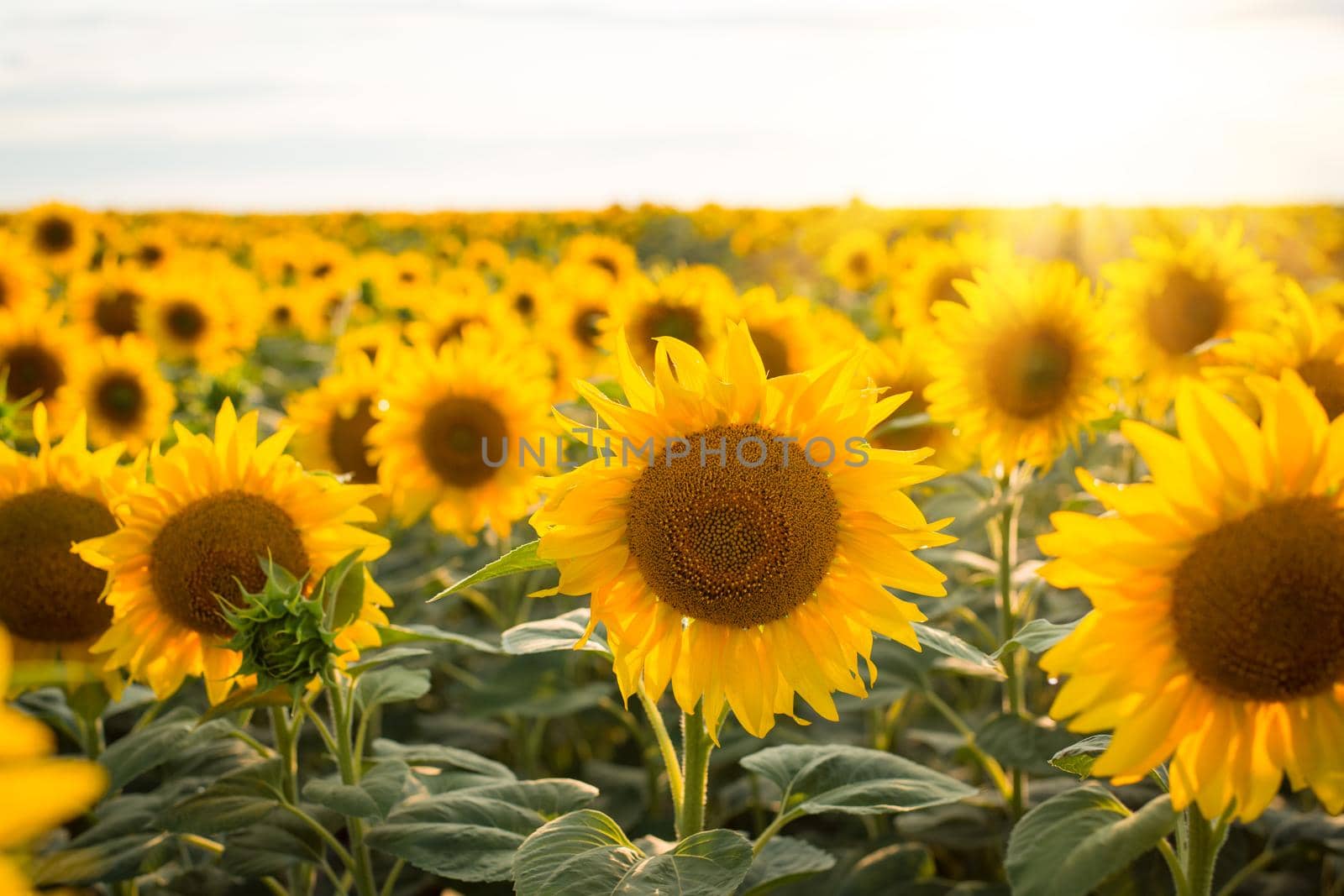 Sunflower field of big blooming plants against sunset