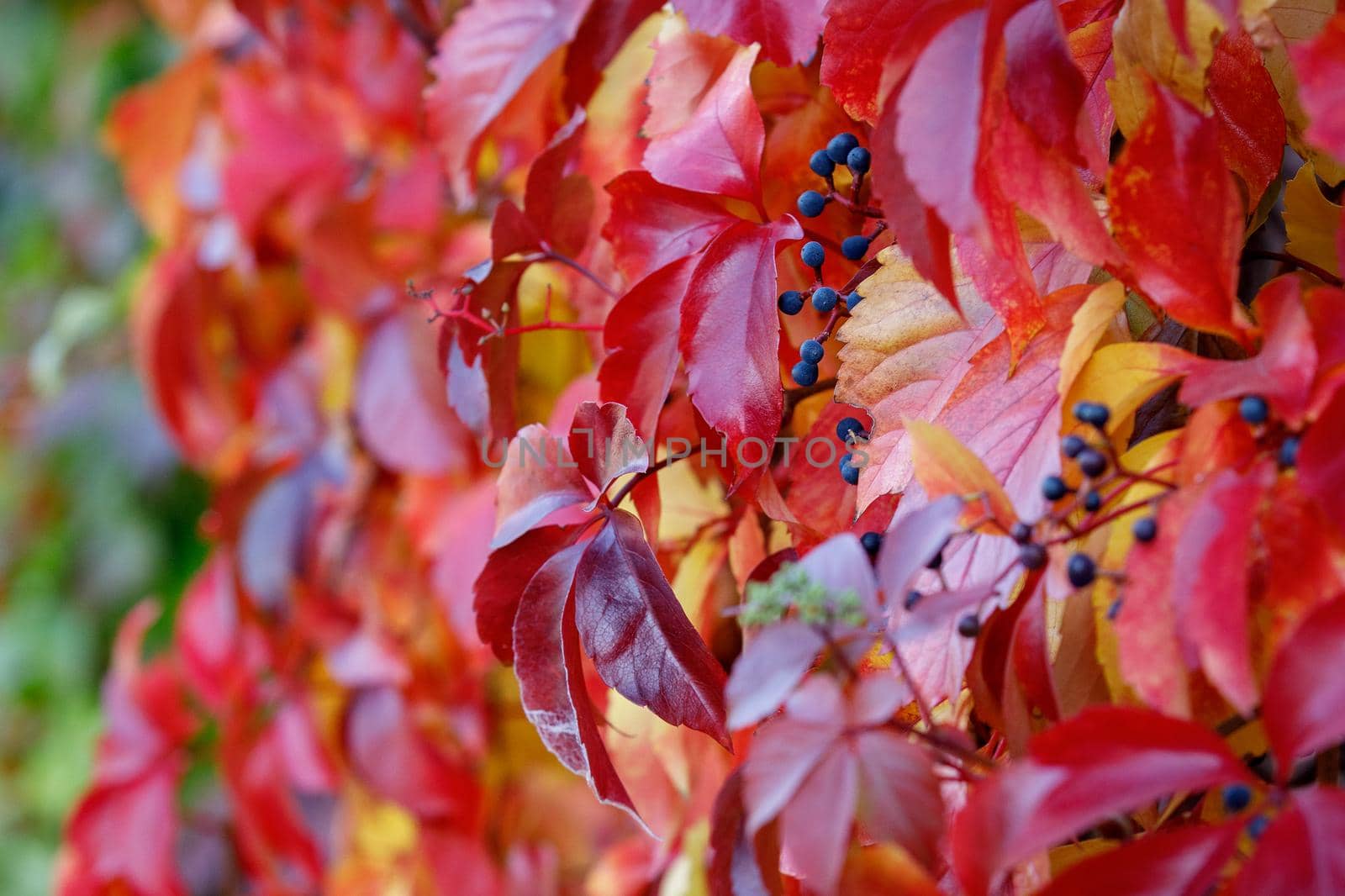 Beautiful virginia creeper foliage with berries in autumn.