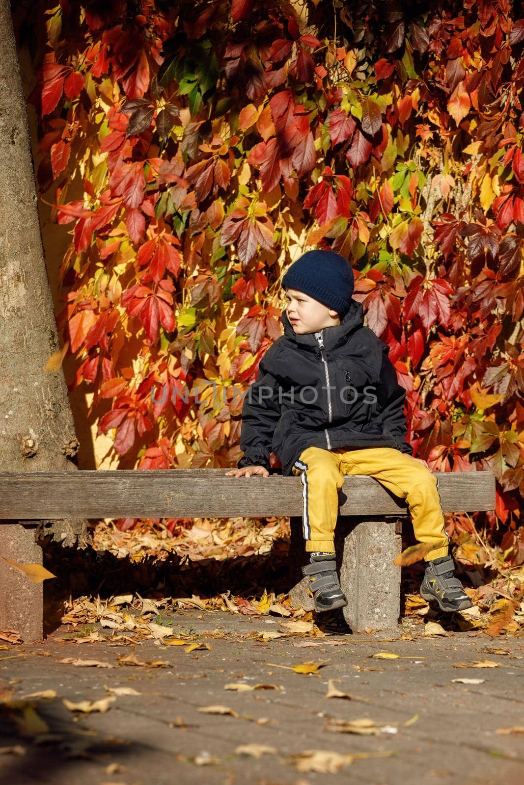 Outdoor autumn portrait of cute sad boy, with blue cap wearing black jacket, in autumn park, sitting on the the bench, red falling leaves in background. by Lincikas