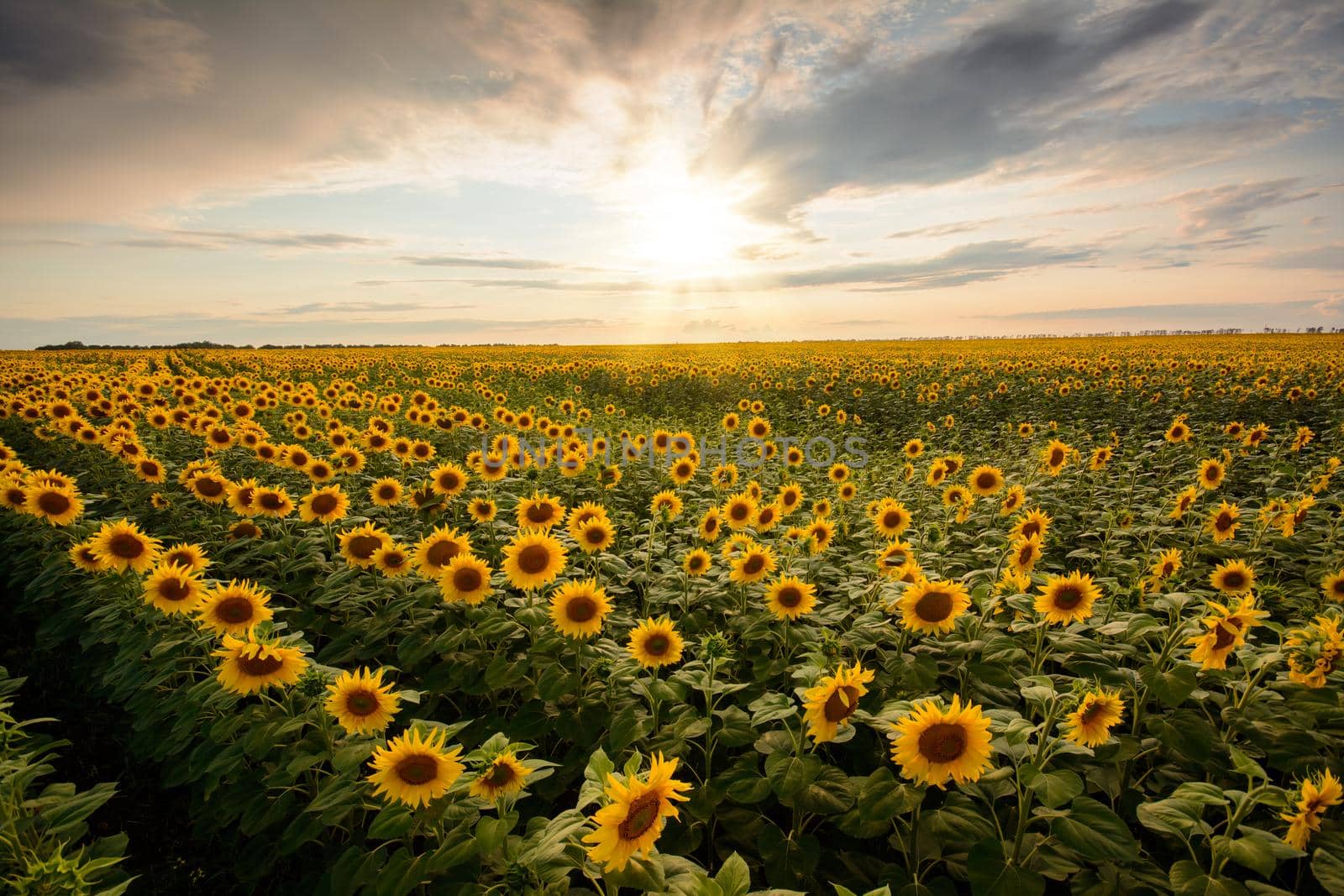 Field of sunflowers at sunset by VitaliiPetrushenko