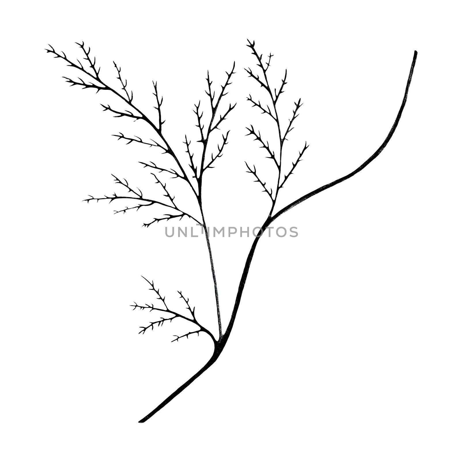 Black and White Hand Drawn Flower Leaves Isolated on White Background. Flower Branch Drawn by Black Pencil.