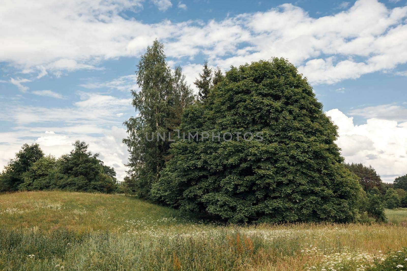 Countryside rural summer scene featuring grassy hill and green maple and birch, on a sunny day, blue sky and white clouds