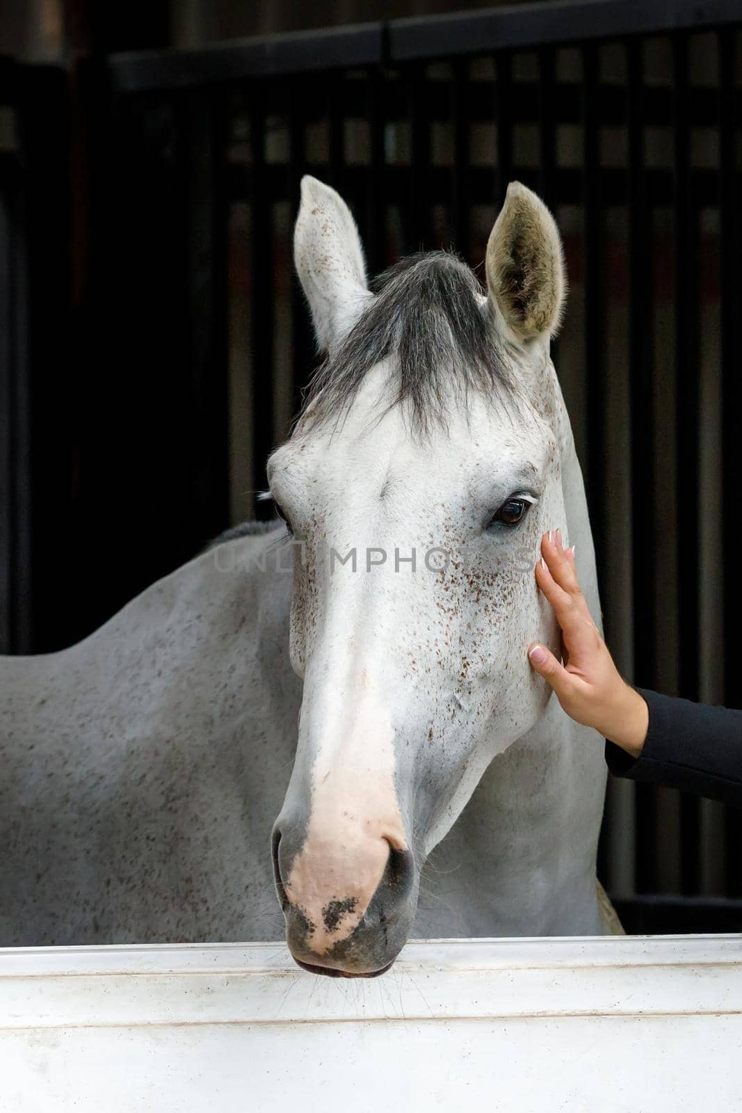 A portrait of a white horse against a dark background of a stable window. The girl's hand touches and caresses the horse's face. Love of horses, beautiful friendship between human and animal.