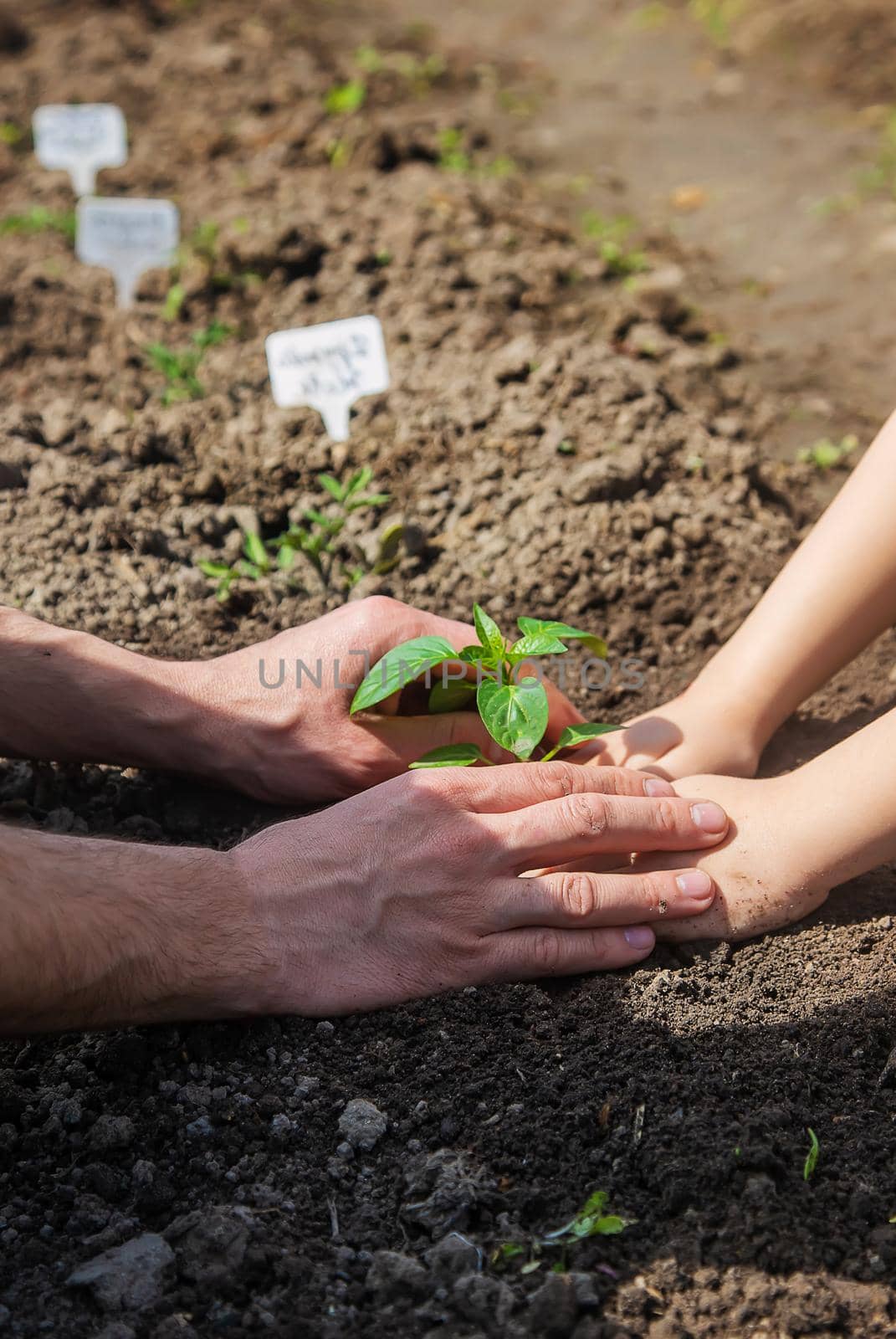 A child with his father plant a nursery garden. Selective focus. by yanadjana