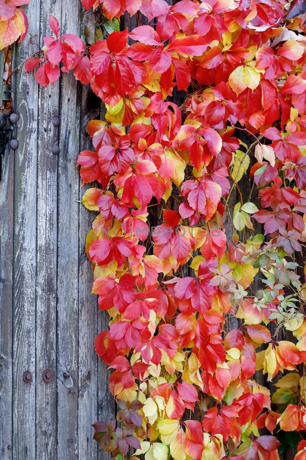 Parthenocissus quinquefolia, known as Virginia creeper, Victoria creeper, five-leaved ivy. Red foliage background on wooden wall. Natural background. High quality photo. by Lincikas