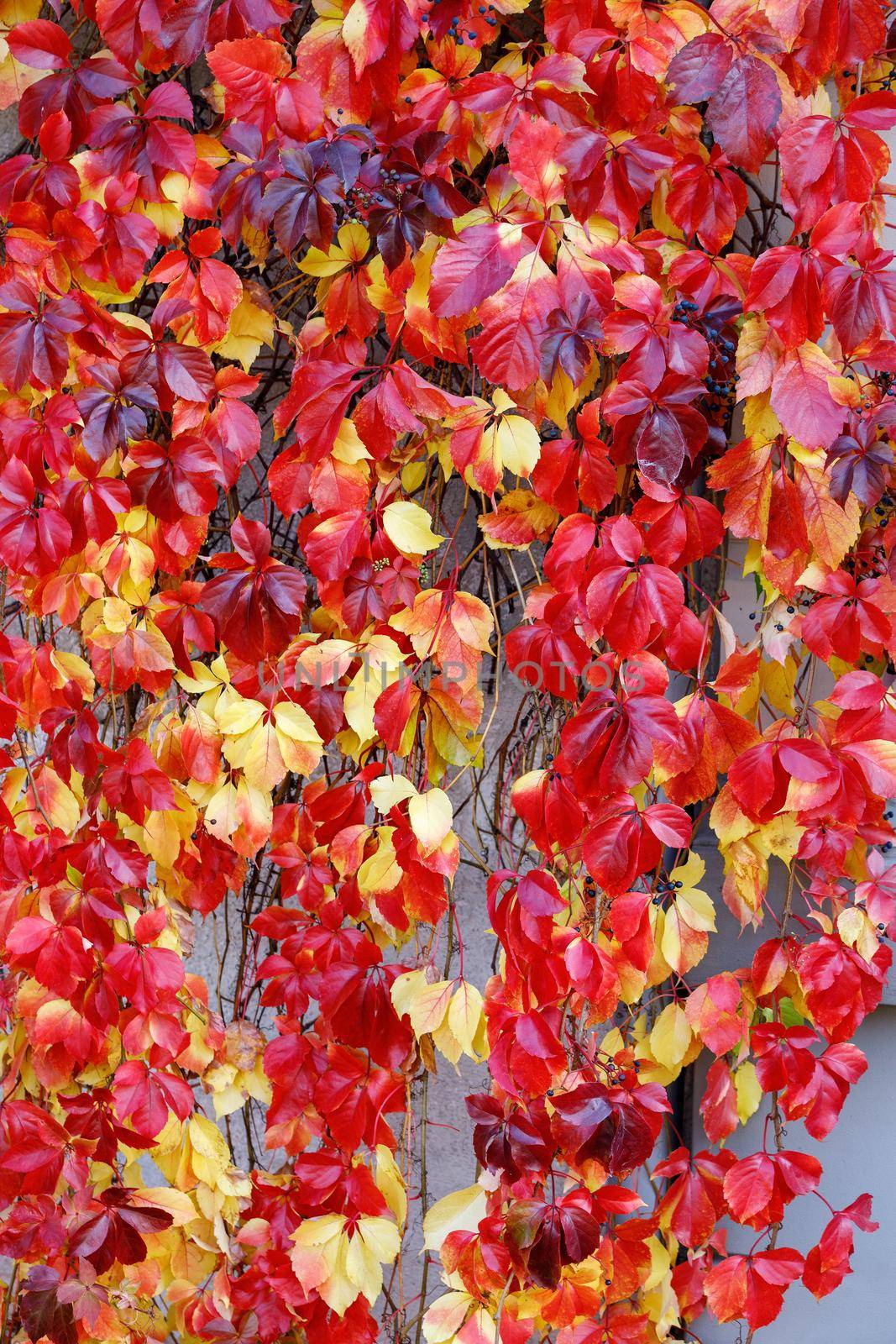Red and gold Parthenocissus tricuspidata 'Veitchii' or Boston ivy on the facade of a two-story country house. The walls of house are decorated with grape ivy, Japanese ivy or Japanese liana. by Lincikas