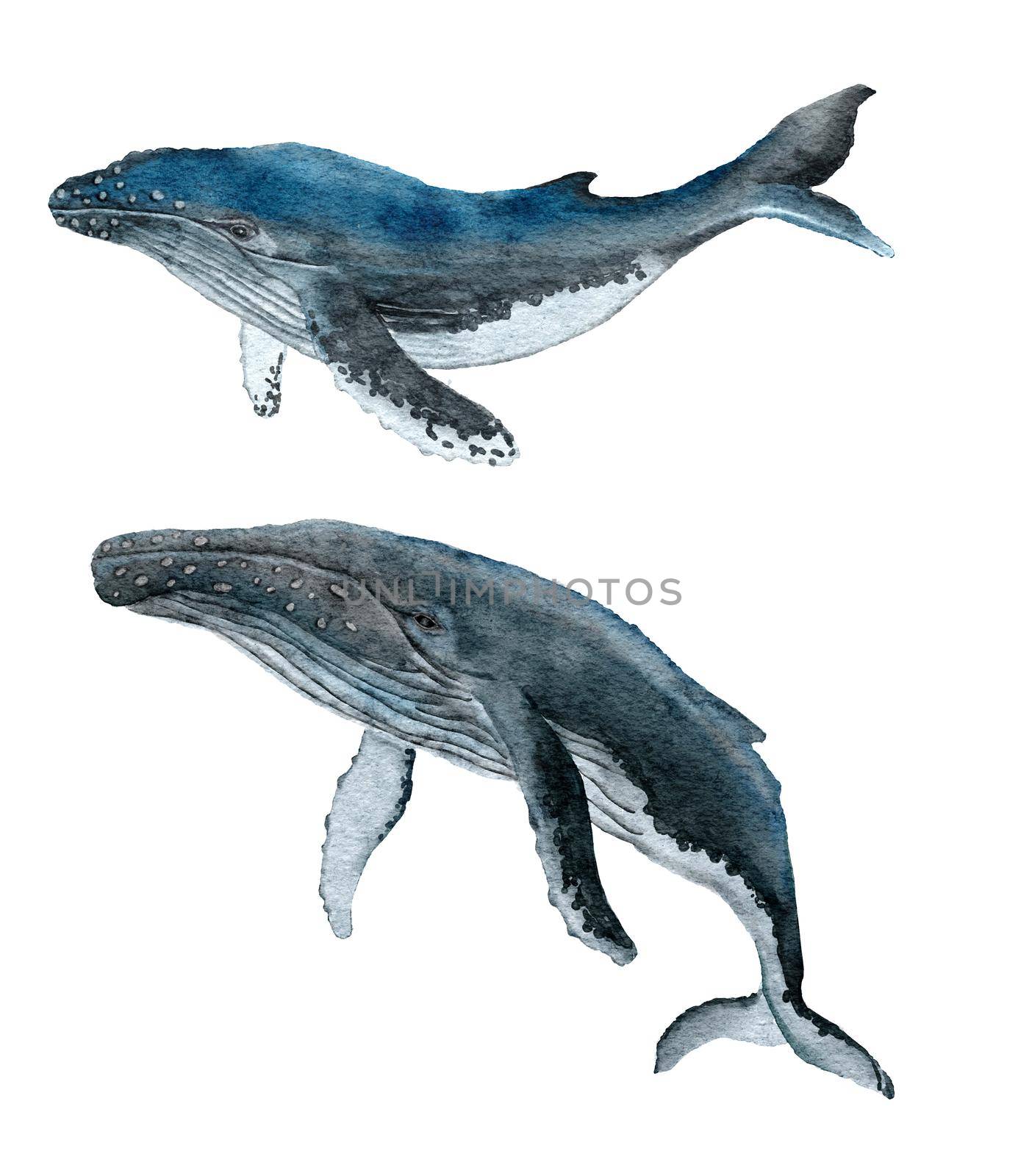 Watercolor illustration of humpback whale, large marine mammal animal. Sea ocean marine underwater wildlife, wild nature, ecology environment, acquatic endangered species