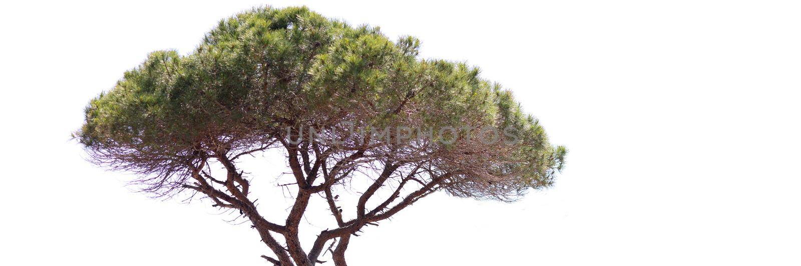 Evergreen pine tree with bare trunk background by kuprevich