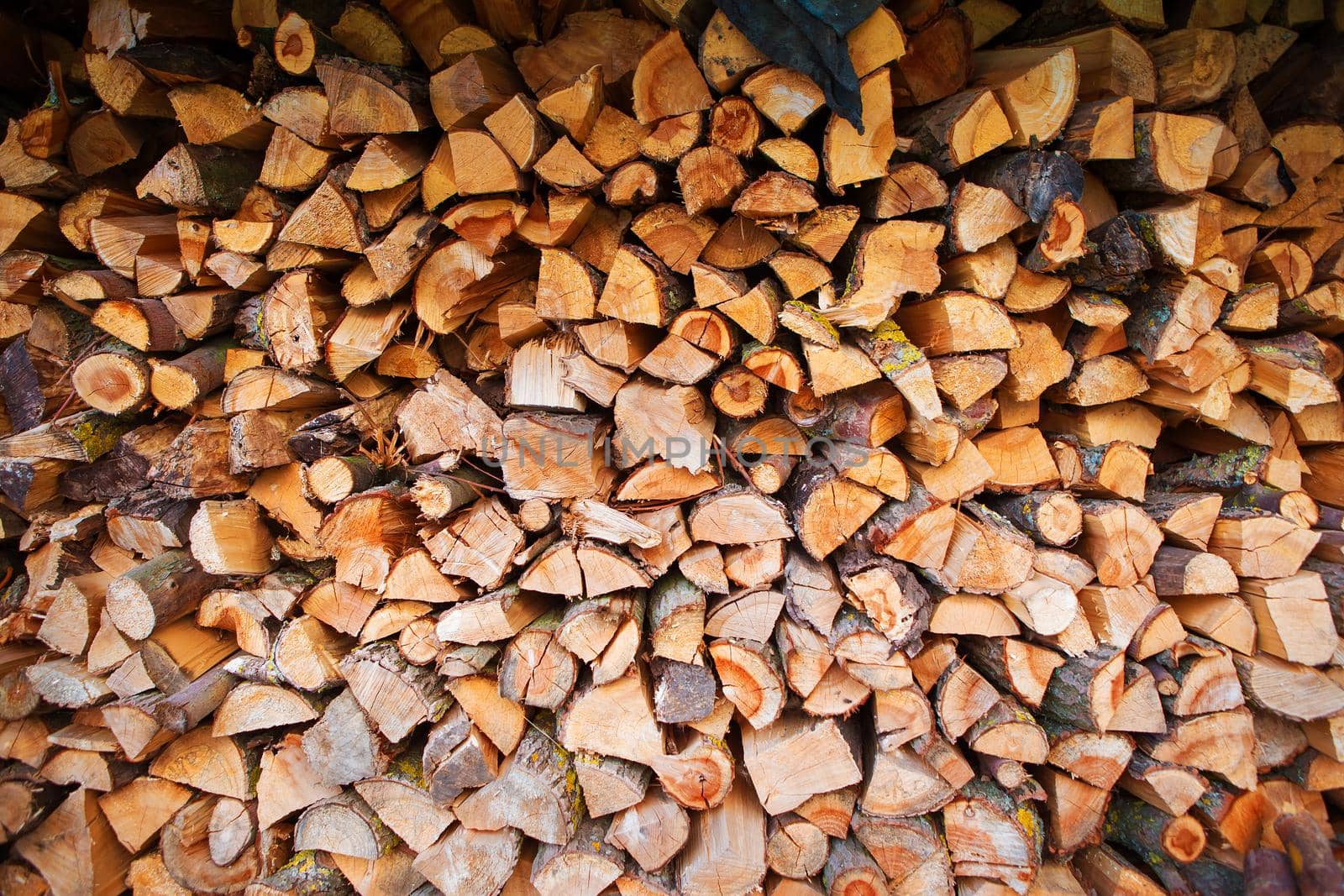 harvesting of firewood in the open air, countryside.