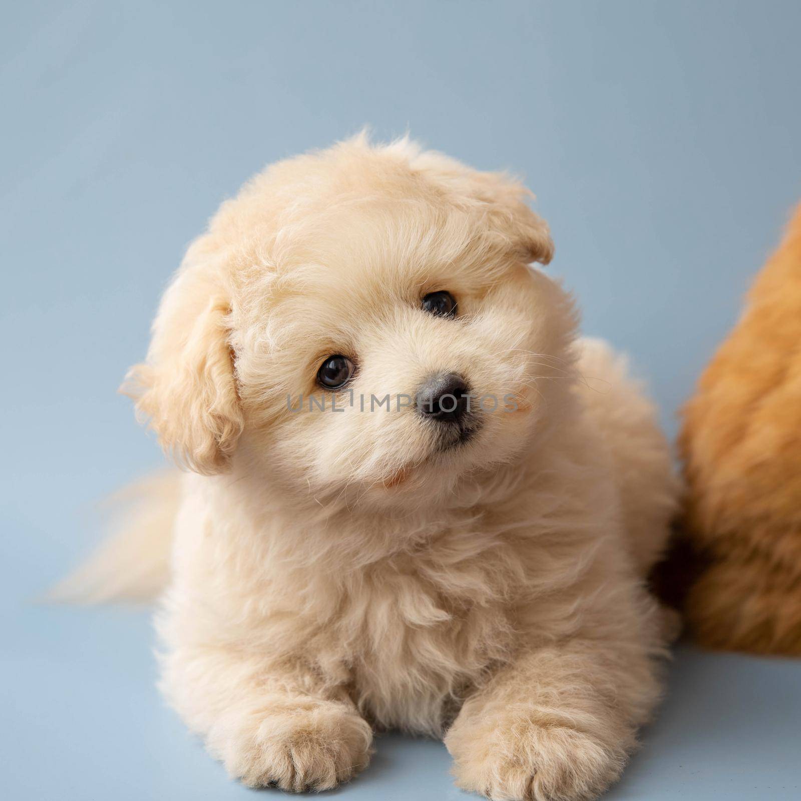 A small poodle puppy is lying on a blue background with its head tilted to the side.