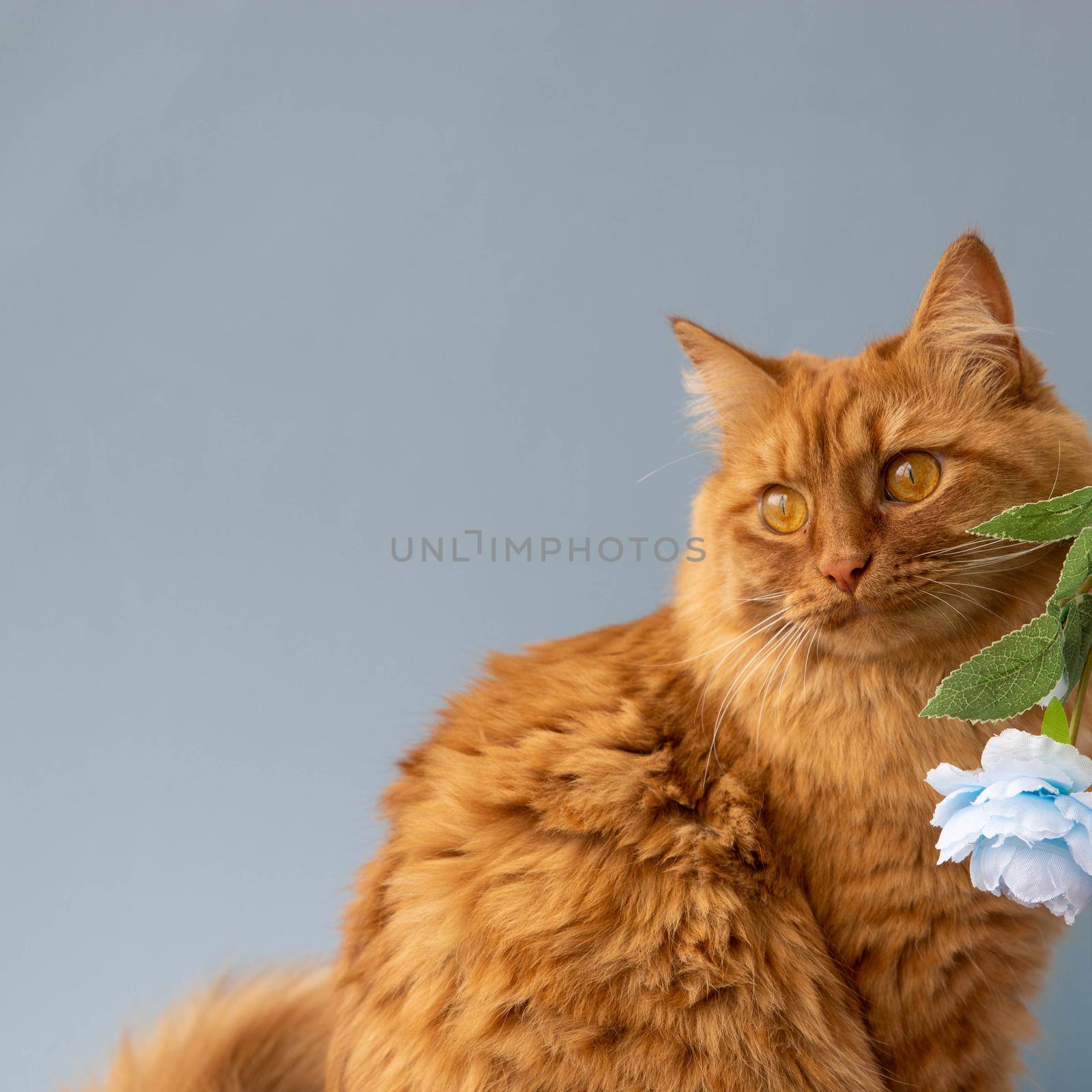 A big red cat looks to the side next to a blue flower on a blue background is a place for text.