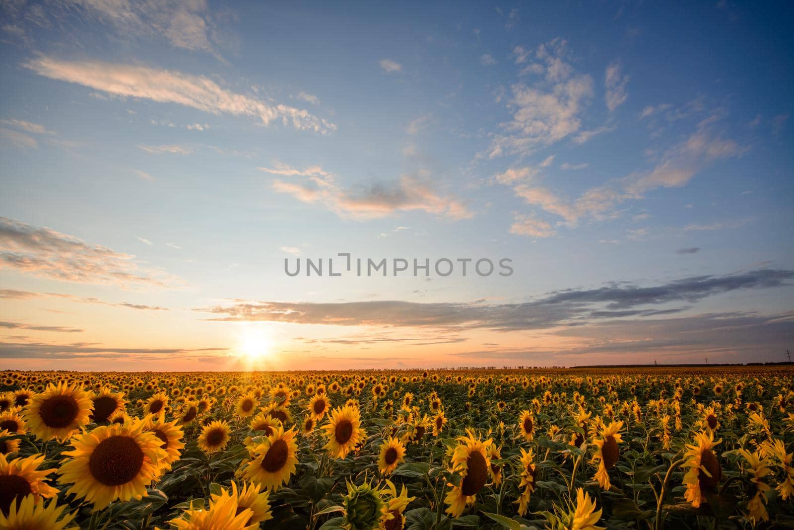 Sunflower field against beautiful sunset and charming sky with small clouds illuminated by last sun rays