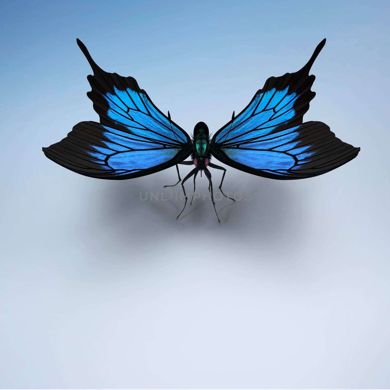 Beautiful large tropical butterfly Morpho didius.3D rendering. by georgina198