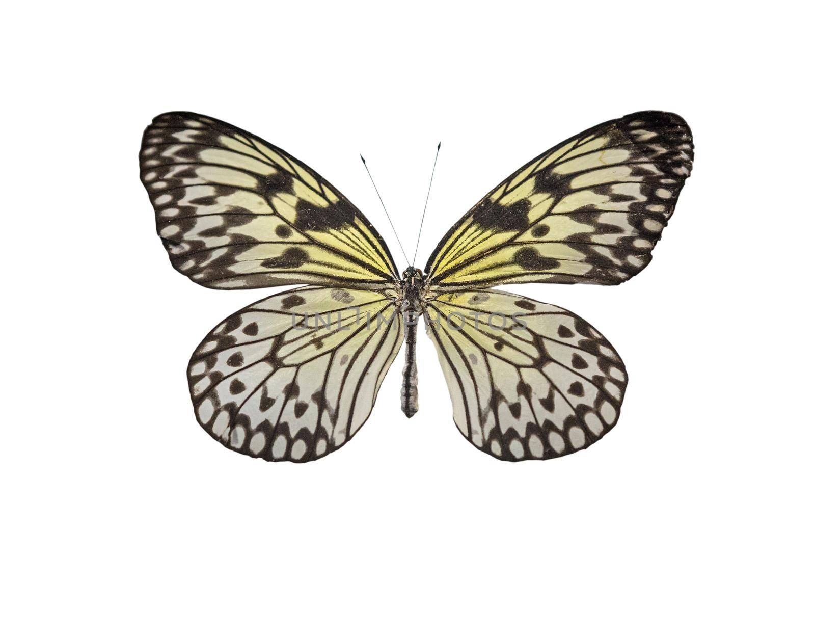 Tropical butterfly Idea white Idea leuconoe lat. by georgina198