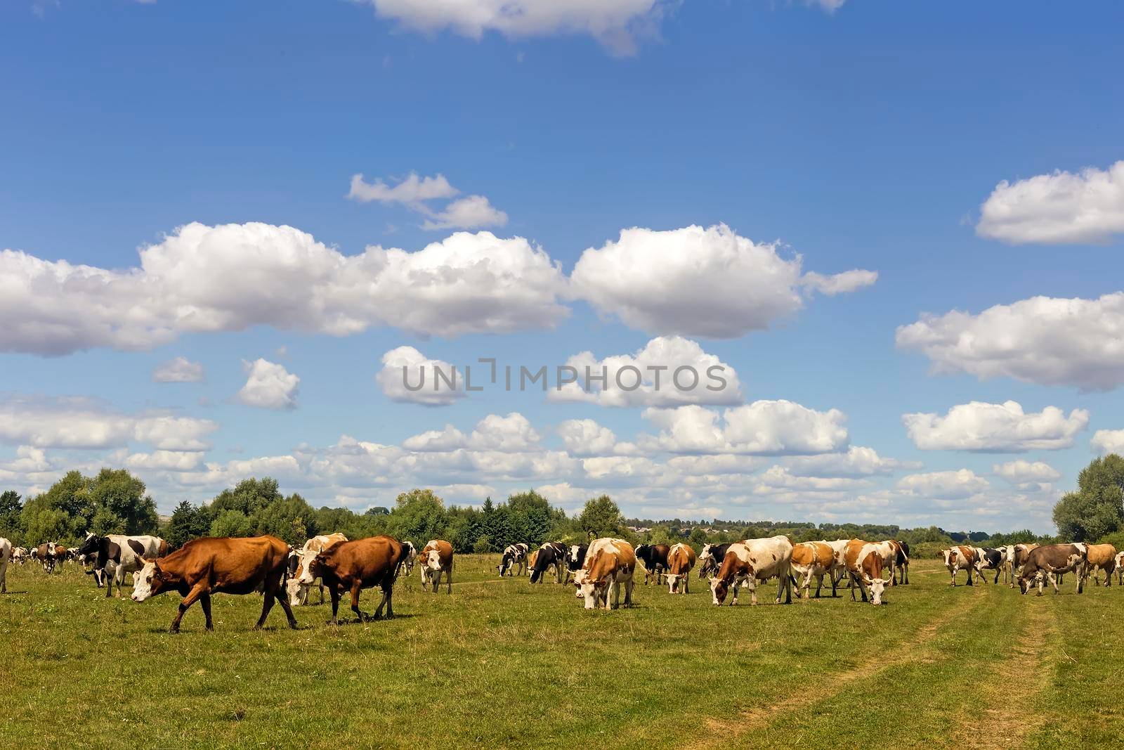 In a large meadow near the forest grazing herd of cows on a clear Sunny day.