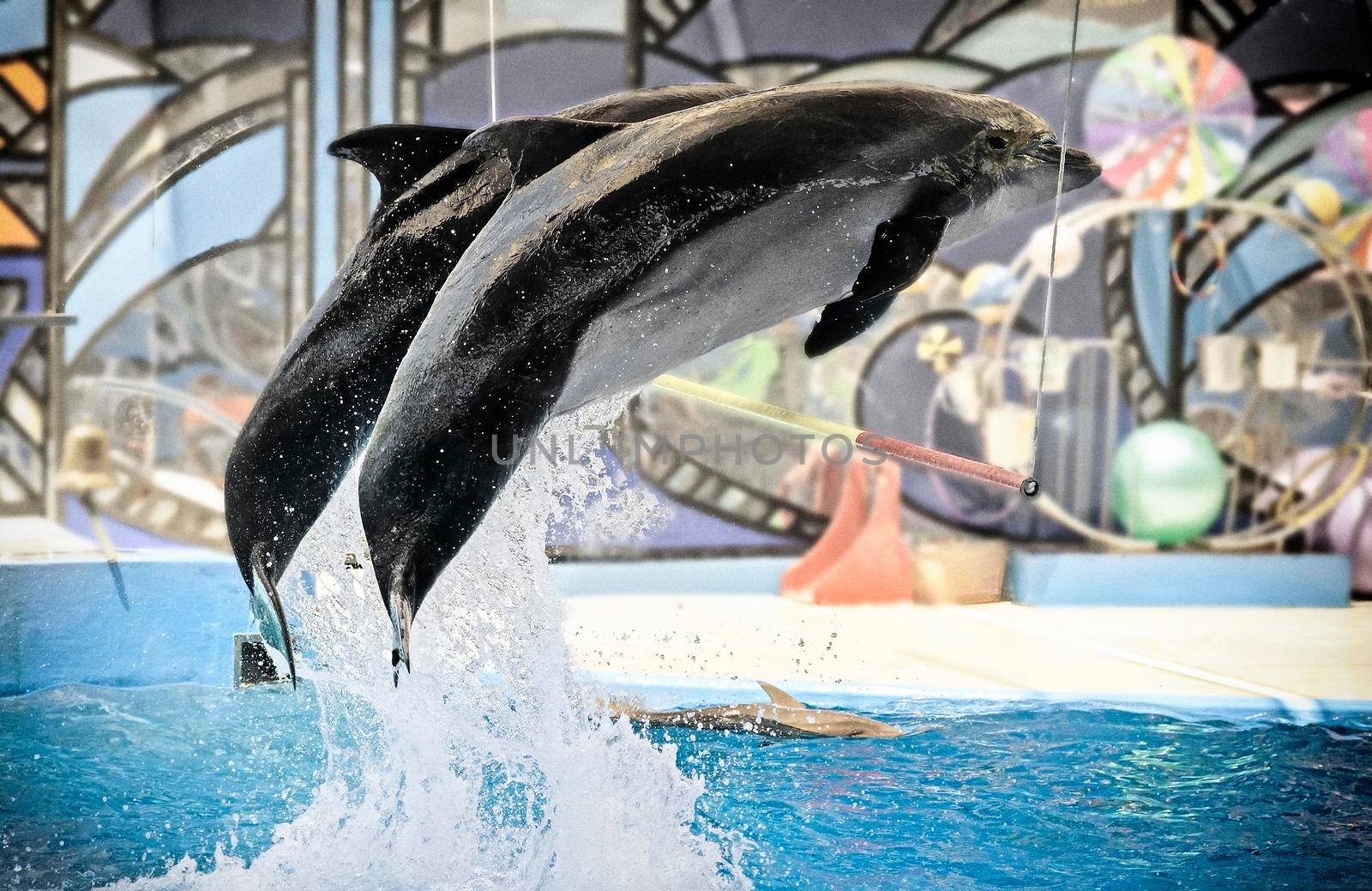 Two dolphins at the Dolphinarium during the presentation jump out of the water over the bar.