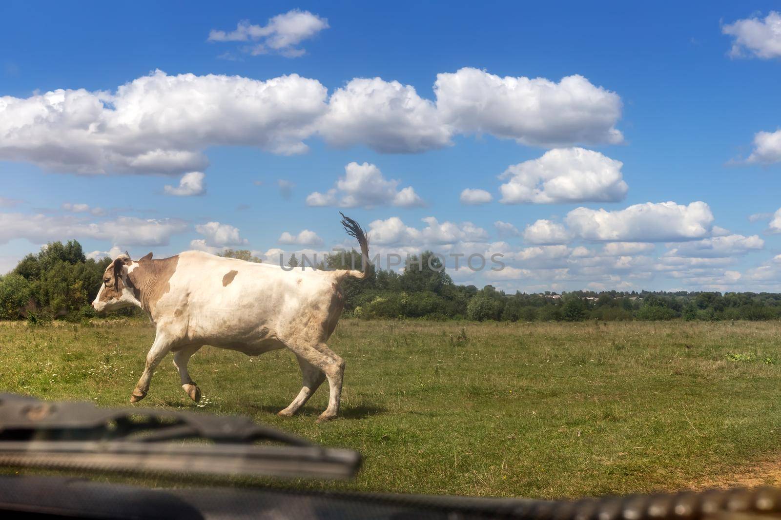 Cow crossing the road in front of the car. by georgina198