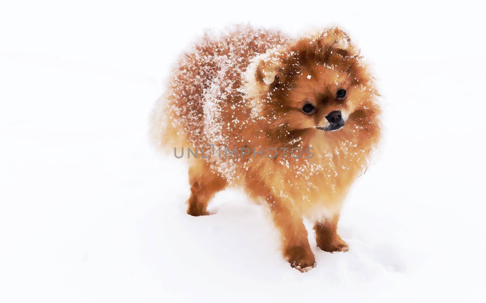 Cute dog of the Spitz breed. Reference picture. by georgina198