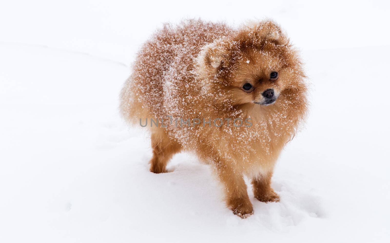 Cute dog breeds Spitz on a walk in winter in the snow. Reference picture.