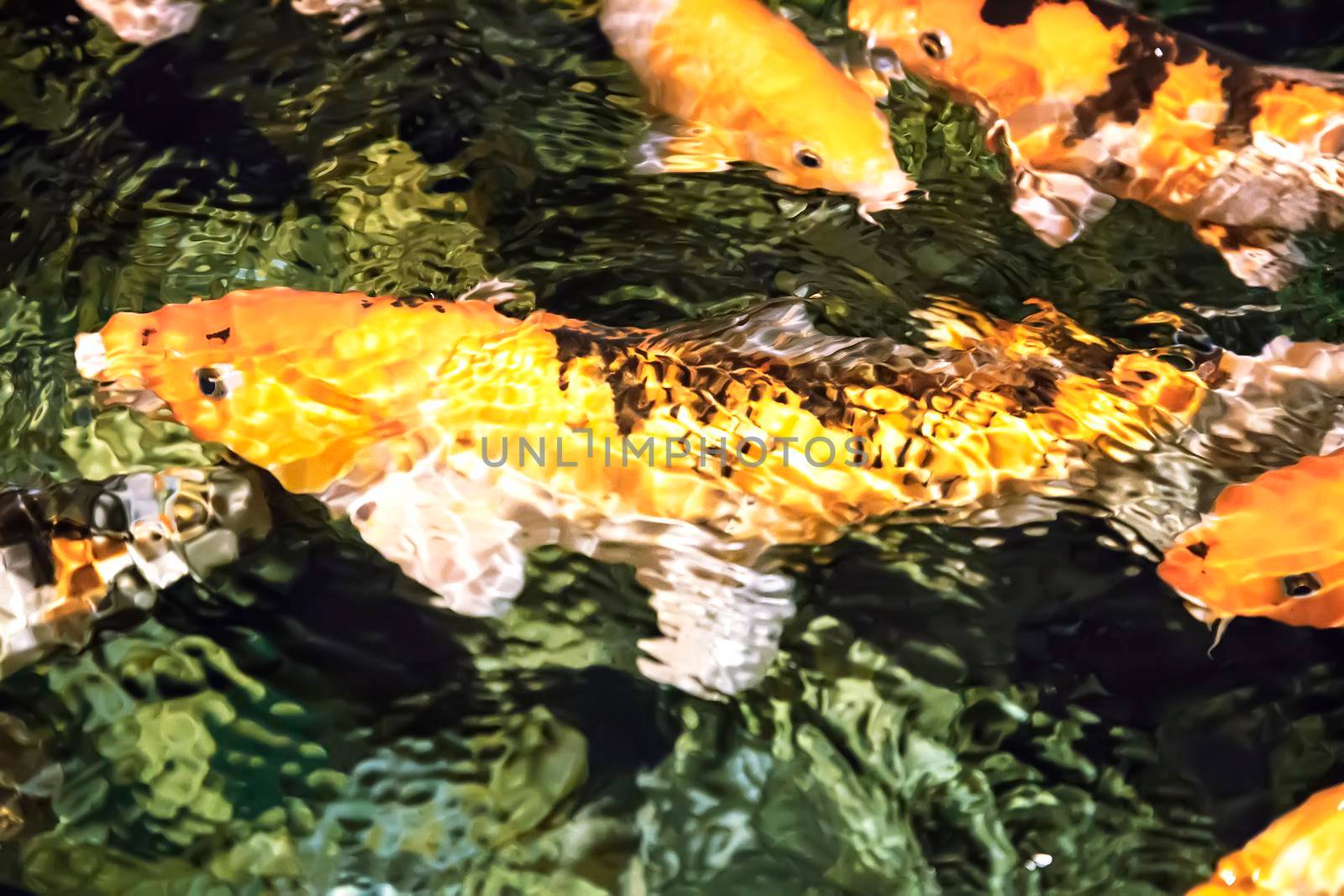 In the aquarium swims a large number koi - an ornamental domesticated fish, native to Japan.