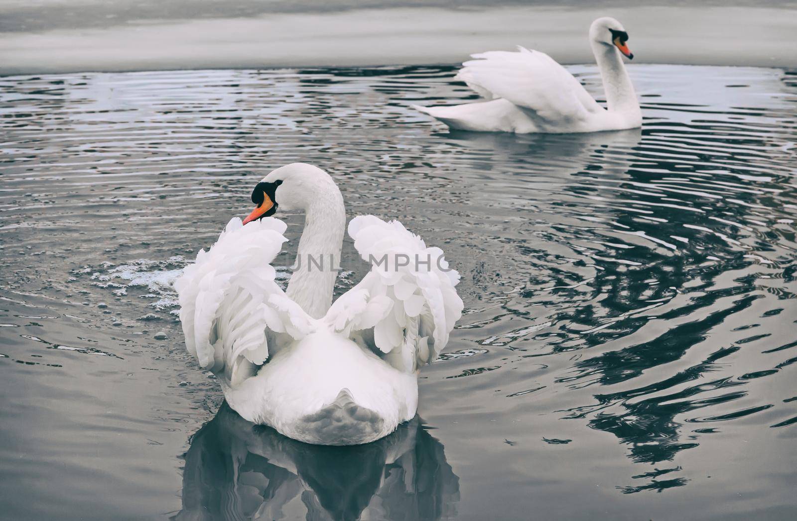 Two beautiful white swans float on the surface of the lake, the shores of which are covered with snow.
