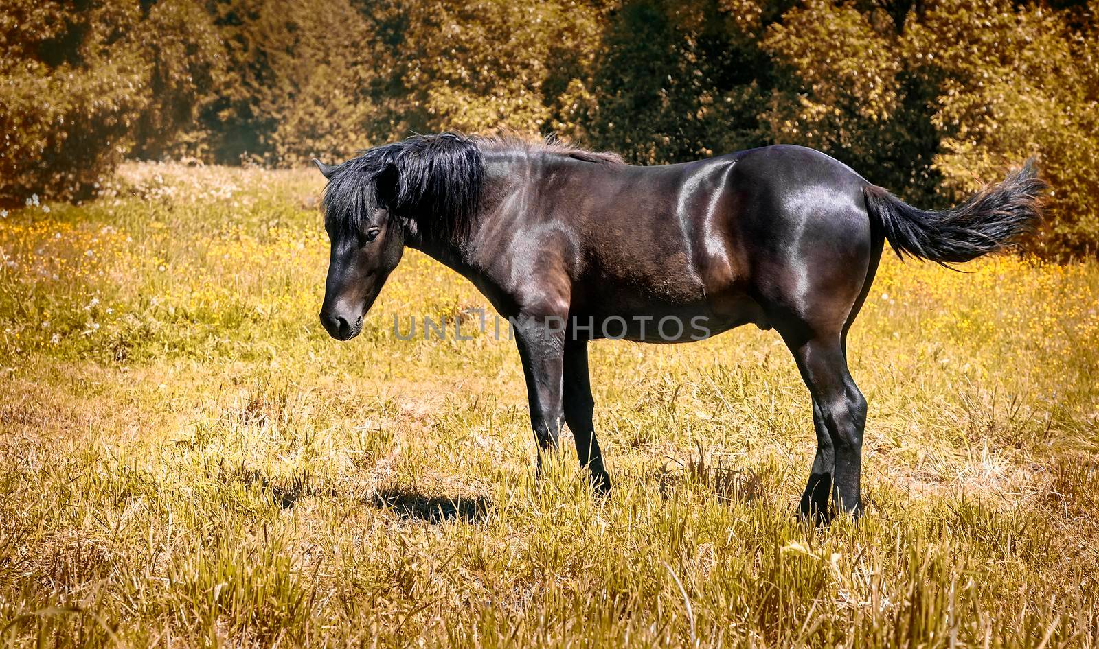 In a Sunny meadow on the edge of the forest grazing horse.