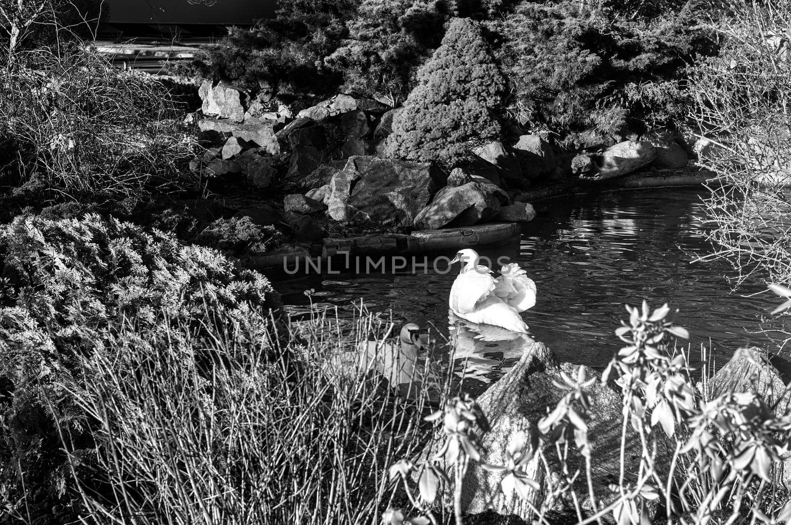 One beautiful white Swan swims on the surface of the lake near the rocky shore. Black and white image.