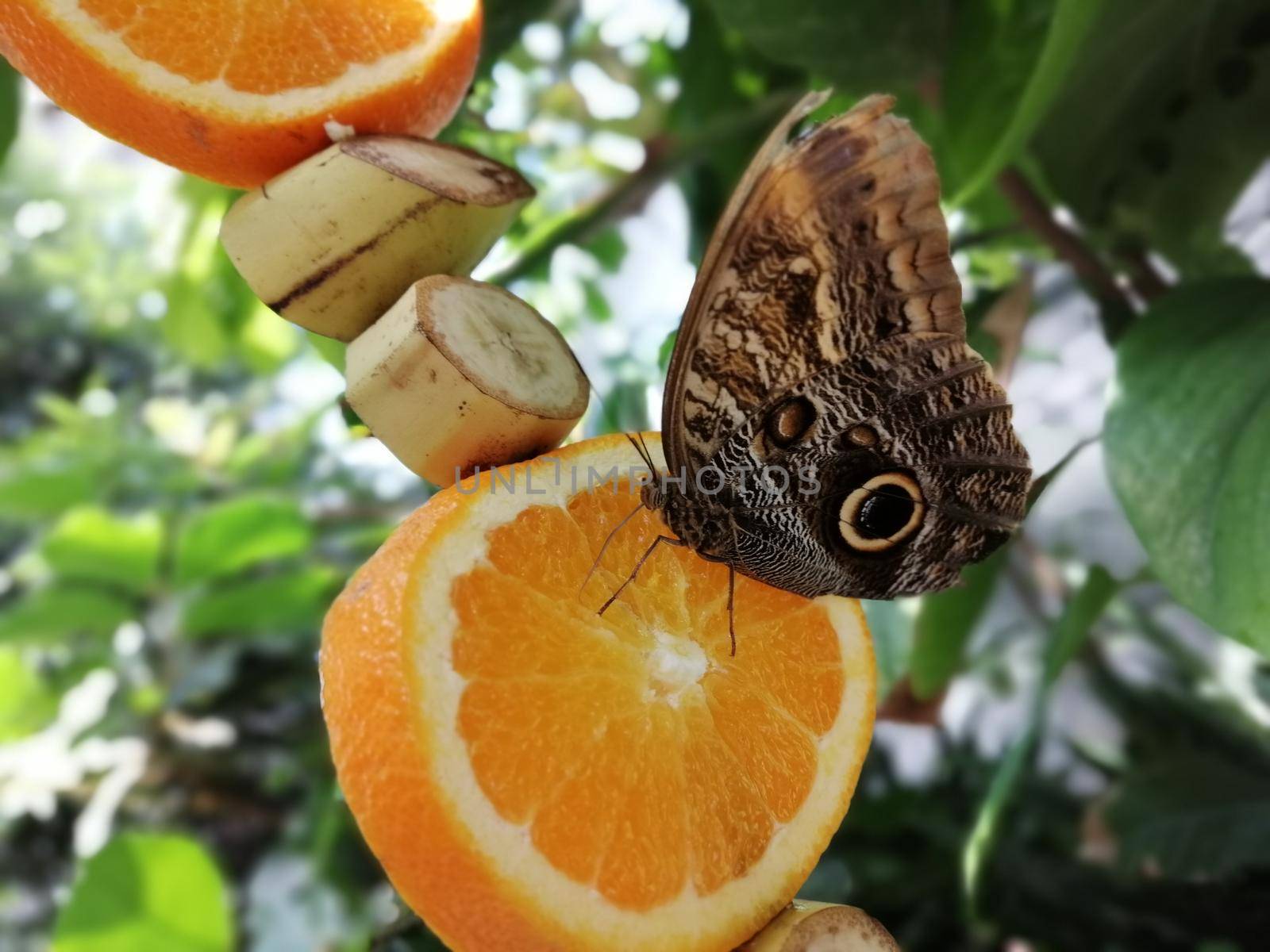 A species of owl butterfly, the forest. This is a very large species of butterfly that lives in South America.