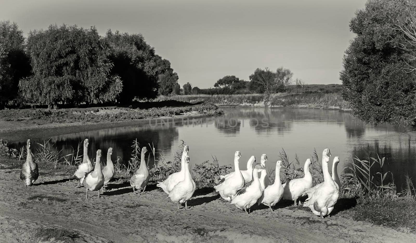 A herd of geese near a small river. by georgina198