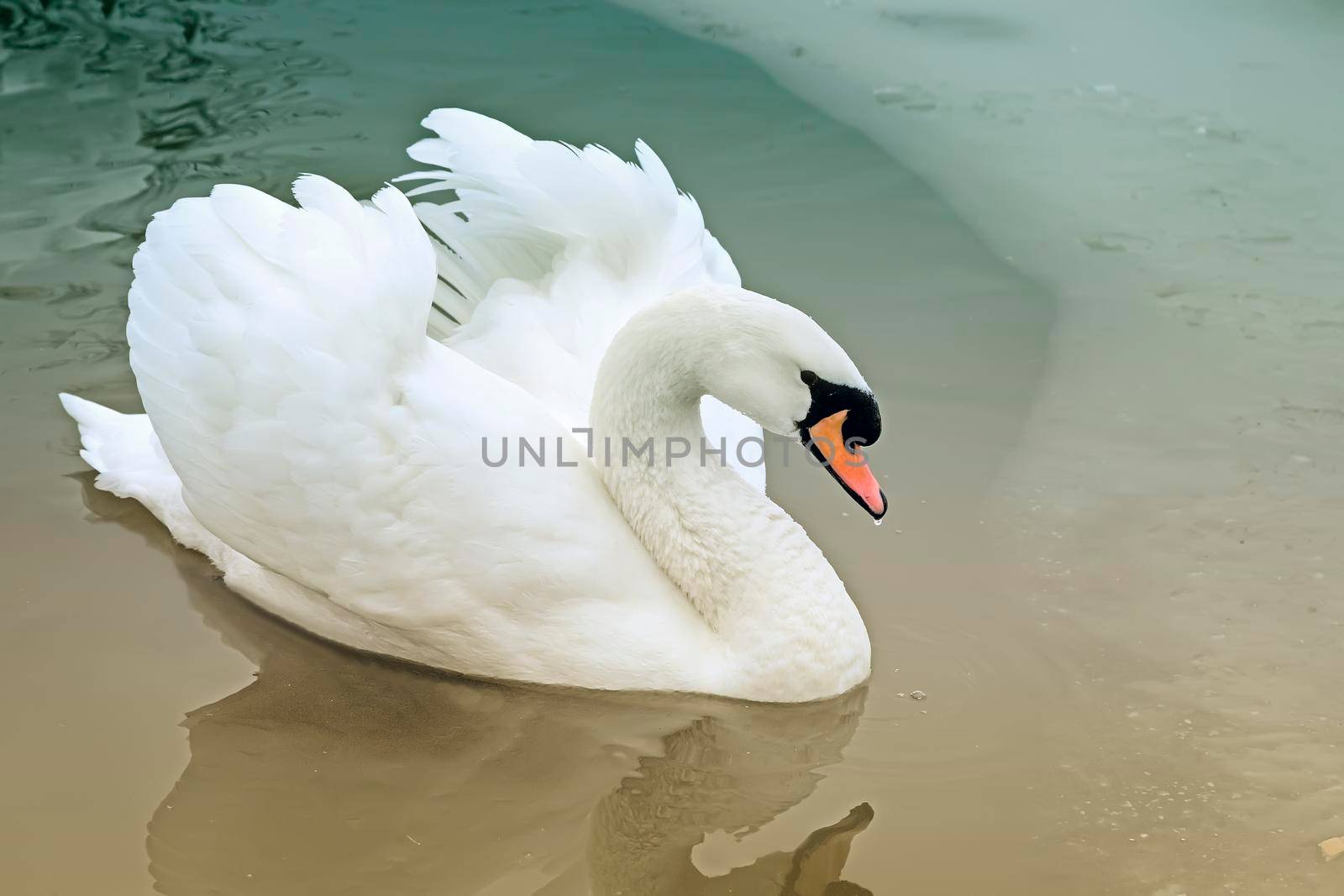 White Swan on the lake in winter. by georgina198